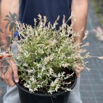 Vŕba japonská (Salix integra) ´HAKURO NISHIKI´ - výška 40-60 cm, kont. C15L